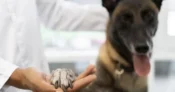 VAGA DE MONITOR DE CRECHE PARA PETS